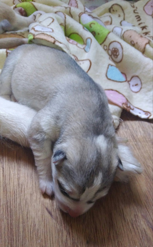 シベリアンハスキー　ブリーダー 子犬専門店AngelWan 横浜