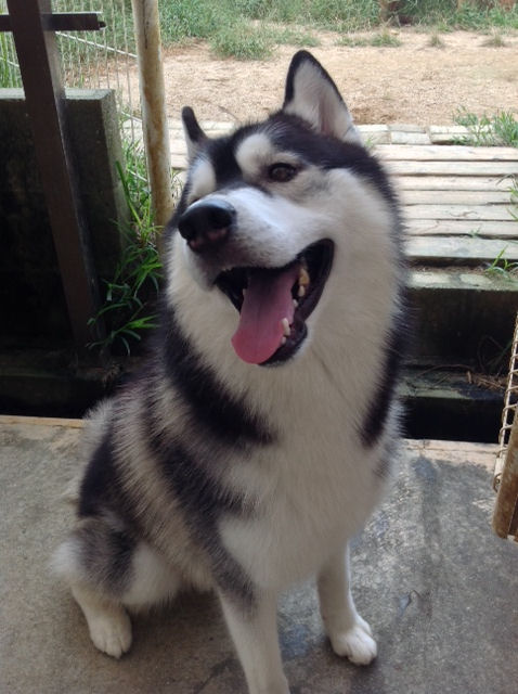ブリーダー　シベリアンハスキー　父親
