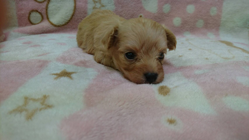 チワプー　ブリーダー 子犬専門店AngelWan 横浜