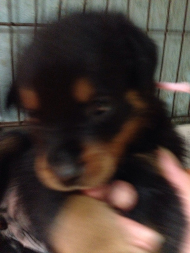 ロットワイラー　ブリーダー 子犬専門店AngelWan 横浜