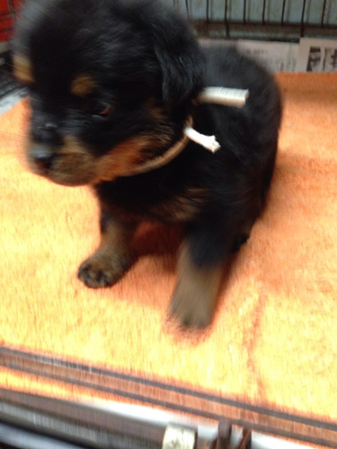 ロットワイラー　ブリーダー 子犬専門店AngelWan 横浜