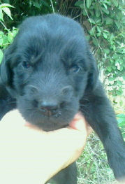 フラットコーテッドレトリバー　飼いたい　ブリーダー