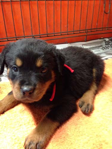 ロットワイラー　ブリーダー 子犬専門店AngelWan 横浜