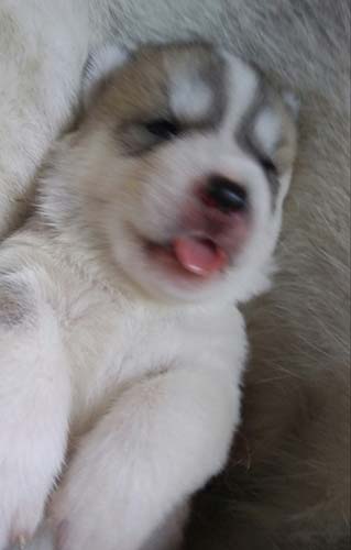 シベリアンハスキー　ブリーダー 子犬専門店AngelWan 横浜