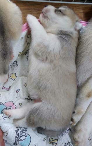 シベリアンハスキー　ブリーダー 子犬専門店AngelWan 横浜