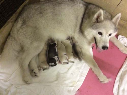 シベリアンハスキー　ブリーダー 子犬専門店AngelWan 横浜