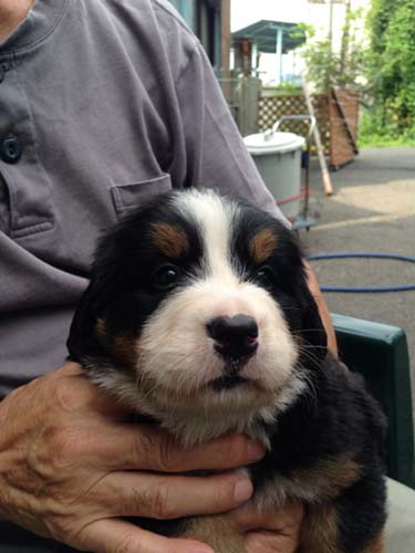 バーニーズマウンテンドッグ　ブリーダー 子犬専門店AngelWan 横浜