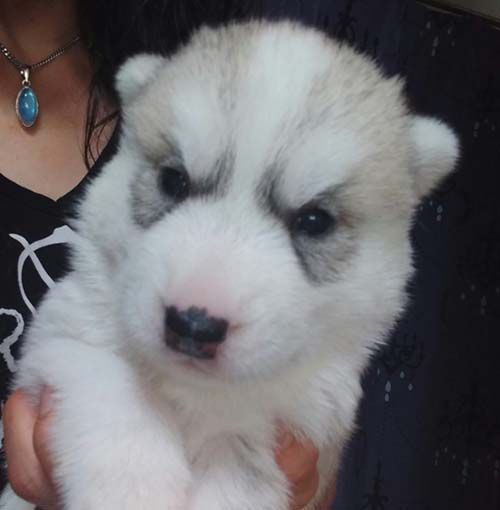 シベリアンハスキー　ブリーダー 子犬専門店AngelWan 横浜