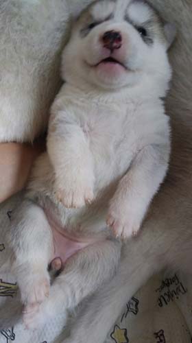 シベリアンハスキー　ブリーダー 子犬専門店AngelWan 横浜