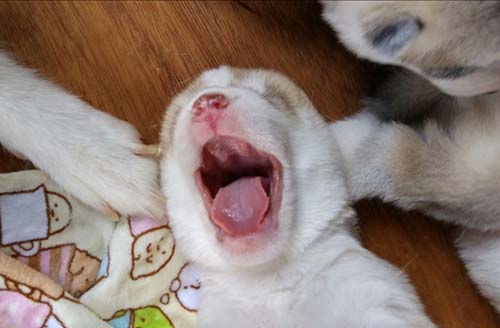 シベリアンハスキー　ブリーダー 子犬専門店AngelWan 横浜