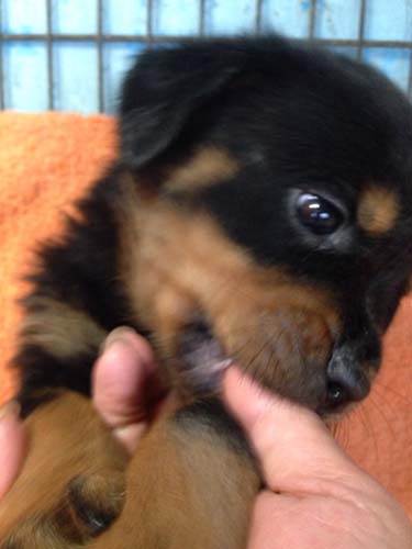 ロットワイラー　ブリーダー 子犬専門店AngelWan 横浜