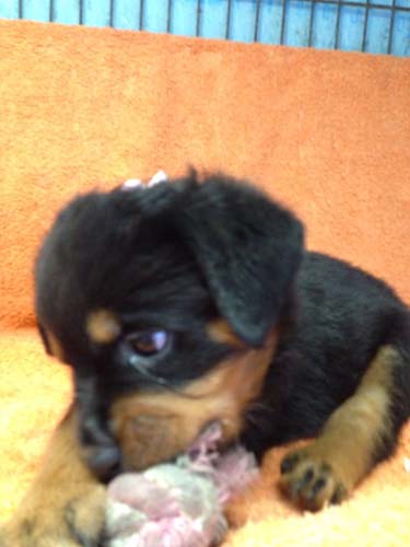 ロットワイラー　ブリーダー 子犬専門店AngelWan 横浜