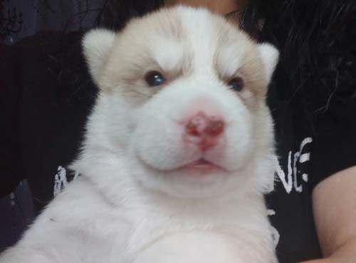 シベリアンハスキー　ブリーダー 子犬専門店AngelWan 横浜