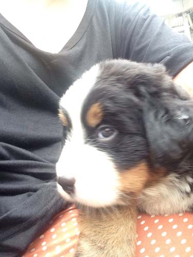 バーニーズマウンテンドッグ　ブリーダー 子犬専門店AngelWan 横浜