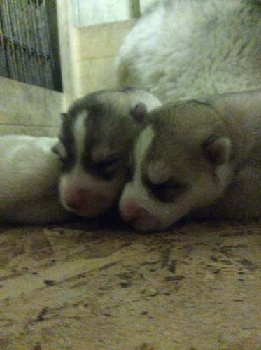 シベリアンハスキー　ブリーダー 子犬専門店AngelWan 横浜