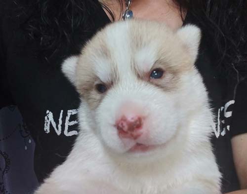 シベリアンハスキー　ブリーダー 子犬専門店AngelWan 横浜