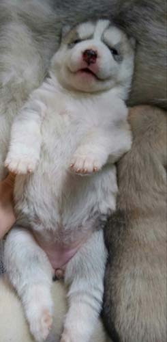 シベリアンハスキー　ブリーダー 子犬専門店AngelWan 横浜