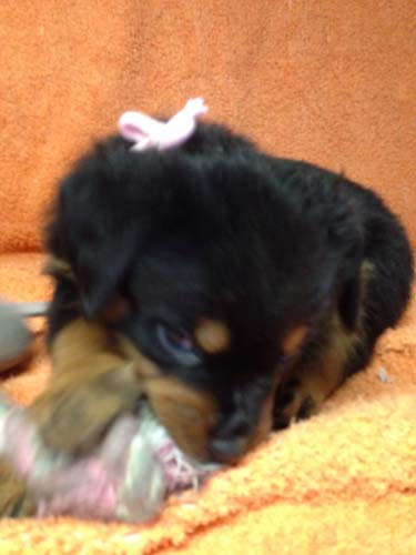 ロットワイラー　ブリーダー 子犬専門店AngelWan 横浜