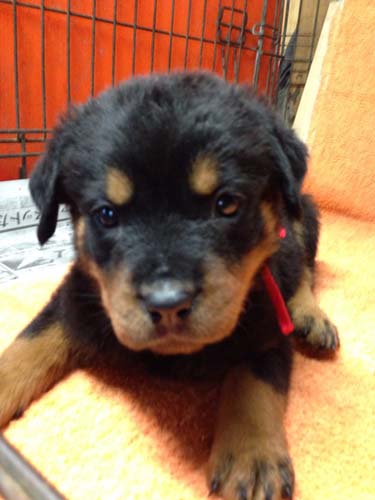ロットワイラー　ブリーダー 子犬専門店AngelWan 横浜