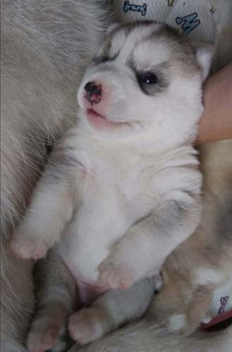 シベリアンハスキー　ブリーダー 子犬専門店AngelWan 横浜