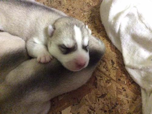 シベリアンハスキー　ブリーダー 子犬専門店AngelWan 横浜