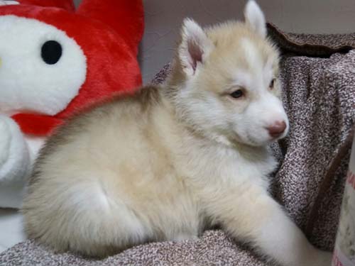 シベリアンハスキー　ブリーダー 子犬専門店AngelWan 横浜