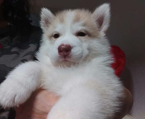 シベリアンハスキー　ブリーダー 子犬専門店AngelWan 横浜