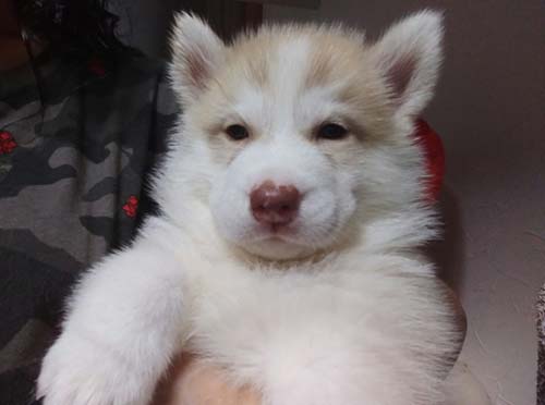シベリアンハスキー　ブリーダー 子犬専門店AngelWan 横浜
