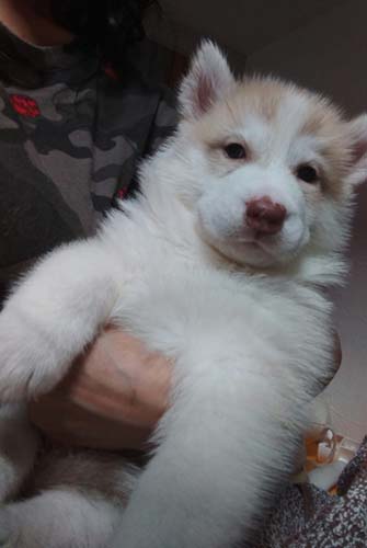 シベリアンハスキー　ブリーダー 子犬専門店AngelWan 横浜