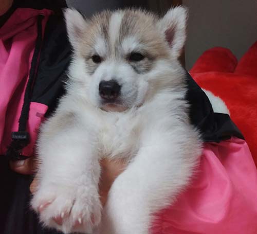 シベリアンハスキー　ブリーダー 子犬専門店AngelWan 横浜