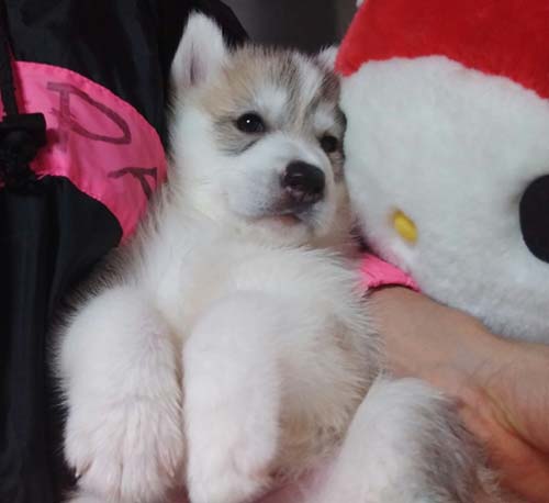 シベリアンハスキー　ブリーダー 子犬専門店AngelWan 横浜
