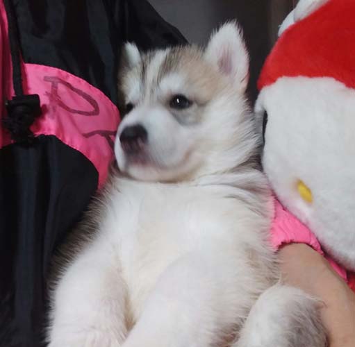 シベリアンハスキー　ブリーダー 子犬専門店AngelWan 横浜