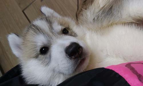シベリアンハスキー　ブリーダー 子犬専門店AngelWan 横浜