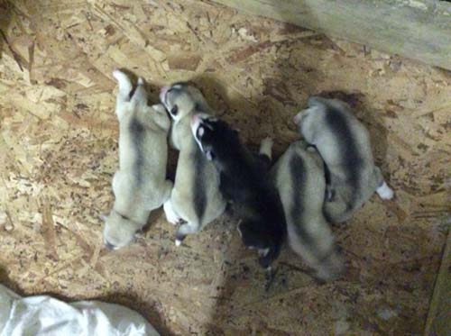 シベリアンハスキー　ブリーダー 子犬専門店AngelWan 横浜