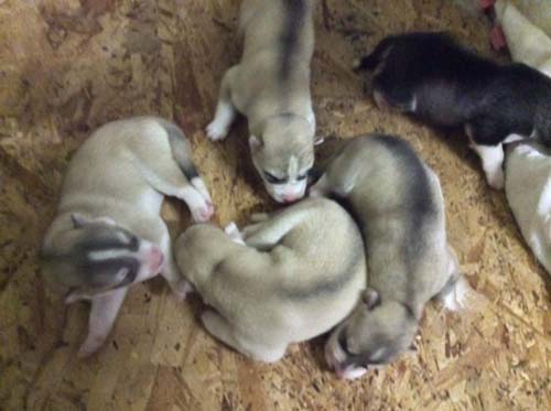 シベリアンハスキー　ブリーダー 子犬専門店AngelWan 横浜