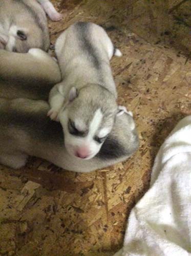 シベリアンハスキー　ブリーダー 子犬専門店AngelWan 横浜