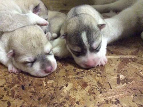 シベリアンハスキー　ブリーダー 子犬専門店AngelWan 横浜