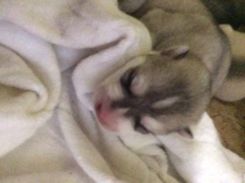 シベリアンハスキー　ブリーダー 子犬専門店AngelWan 横浜