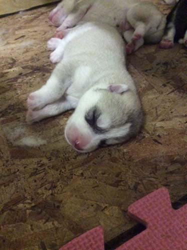 シベリアンハスキー　ブリーダー 子犬専門店AngelWan 横浜