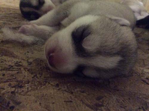 シベリアンハスキー　ブリーダー 子犬専門店AngelWan 横浜