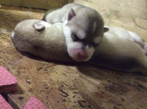 シベリアンハスキー　ブリーダー 子犬専門店AngelWan 横浜