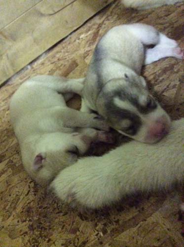 シベリアンハスキー　ブリーダー 子犬専門店AngelWan 横浜