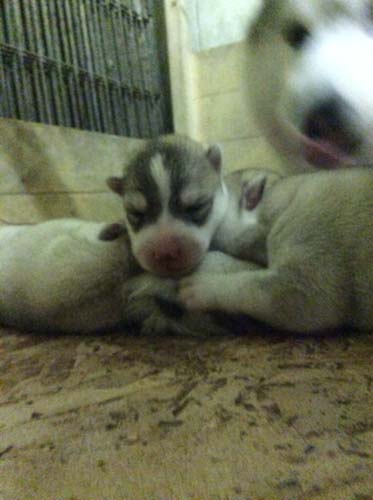 シベリアンハスキー　ブリーダー 子犬専門店AngelWan 横浜