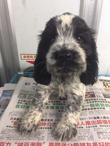 イングリッシュコッカースパニエル ブリーダー 子犬専門店AngelWan 横浜