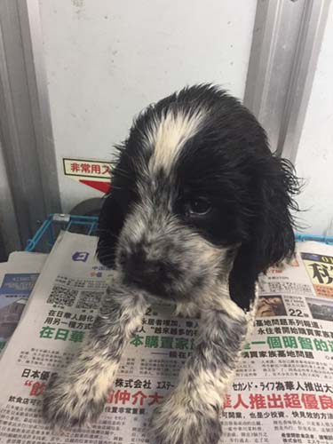 イングリッシュコッカースパニエル ブリーダー 子犬専門店AngelWan 横浜