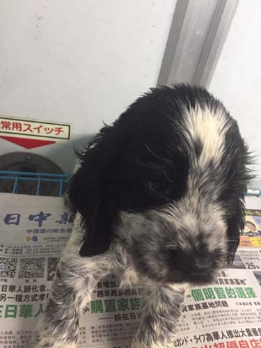 イングリッシュコッカースパニエル ブリーダー 子犬専門店AngelWan 横浜