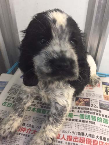 イングリッシュコッカースパニエル ブリーダー 子犬専門店AngelWan 横浜