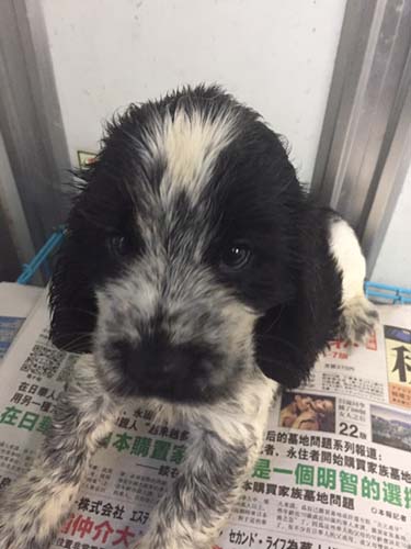 イングリッシュコッカースパニエル ブリーダー 子犬専門店AngelWan 横浜