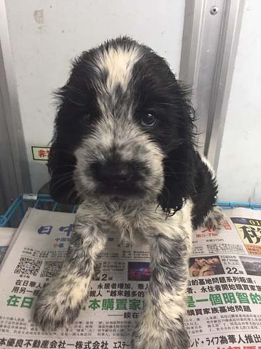 イングリッシュコッカースパニエル ブリーダー 子犬専門店AngelWan 横浜