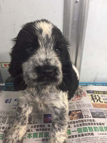 イングリッシュコッカースパニエル ブリーダー 子犬専門店AngelWan 横浜